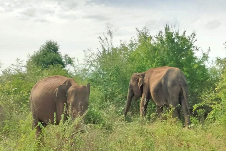 Safari en elefante Udawalawe con traslado desde Galle