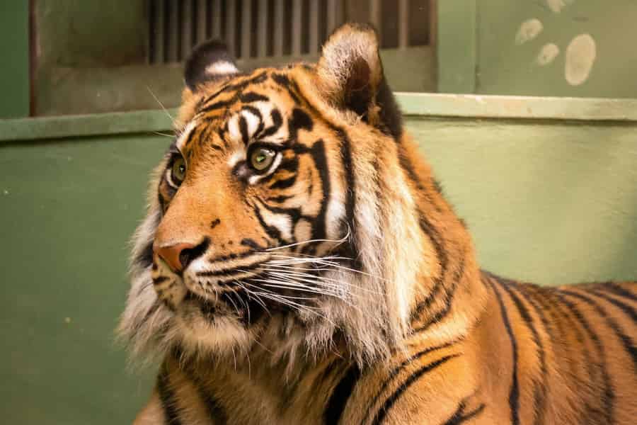 Prager Zoo: Ticket ohne Anstehen Einlass ohne Anstehen. Foto: GetYourGuide Prager Zoo: Ticket ohne Anstehen Einlass ohne Anstehen. Foto: GetYourGuide