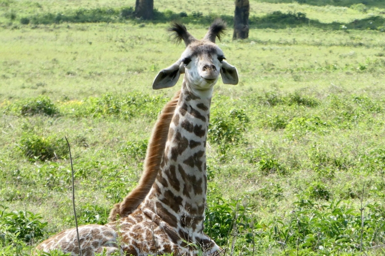 Parc national de Nairobi, centre des girafes et orphelinat des éléphants