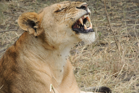 Arusha: 3-Day Safari - Arusha Park, Tarangire & Lake Manyara