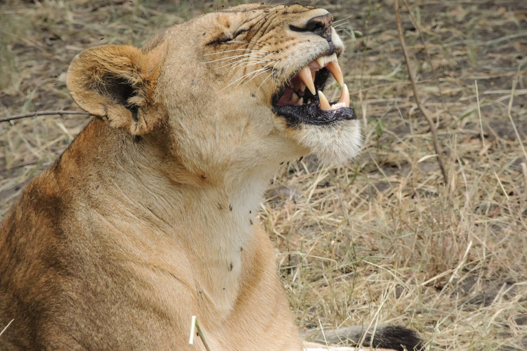 Arusha: 3-Day Safari - Arusha Park, Tarangire & Lake Manyara