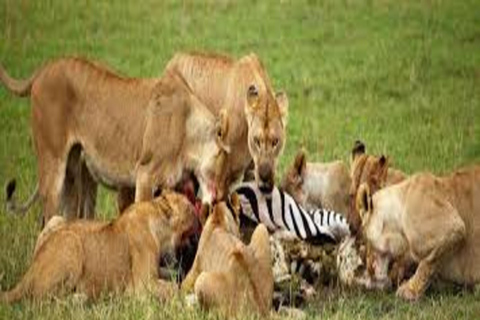 Arusha : 5 jours de safari au lac Manyara, au Serengeti et au Ngorongoro