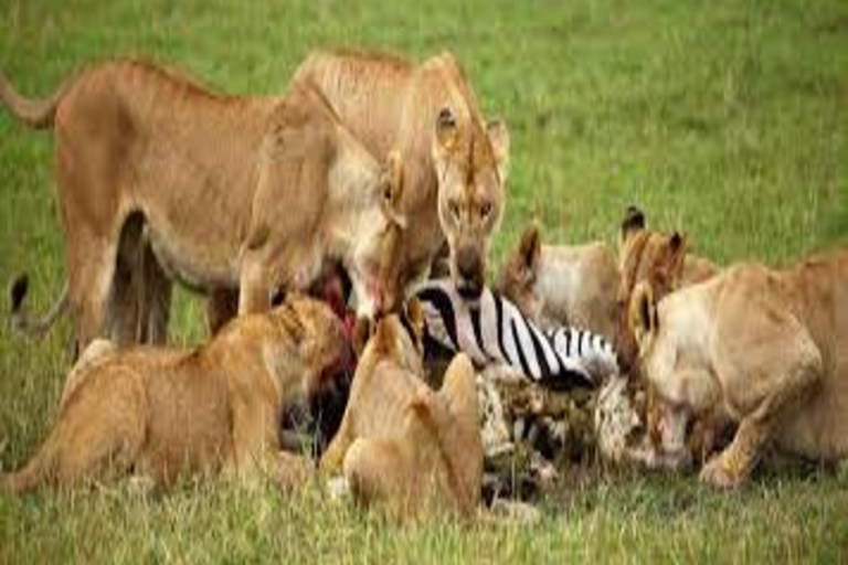 Arusha : 5 jours de safari au lac Manyara, au Serengeti et au Ngorongoro