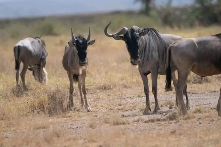 Nairobi: 3-Day honeymoon safari to Amboseli National Park Overnight Private to Amboseli National Park