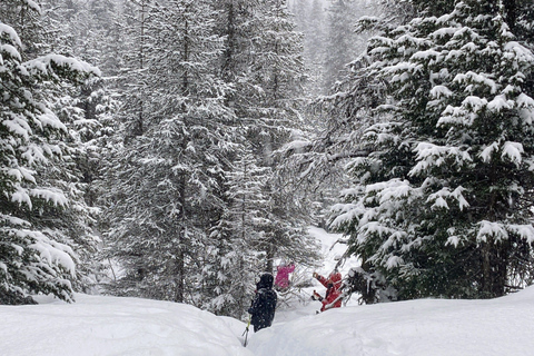 Guided Snowshoeing Adventure from Seward, Alaska 6-Hour Tour