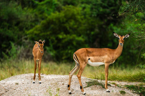 Depuis Zanzibar : Safari de nuit dans le Selous G.R. avec volssafari partagé