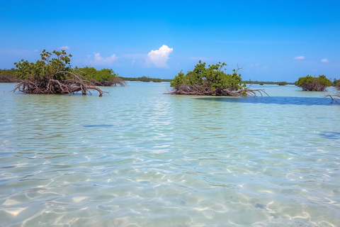 Zanzíbar: Tour de día completo Safari Azul con almuerzo y traslado