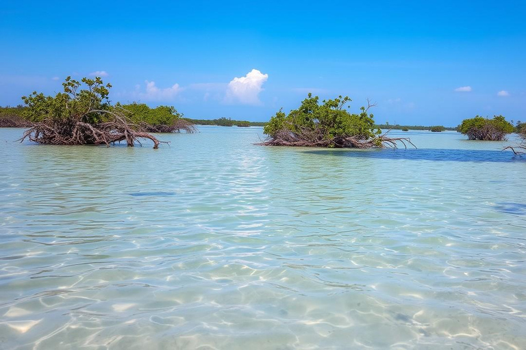 Zanzíbar: Tour de día completo Safari Azul con almuerzo y traslado