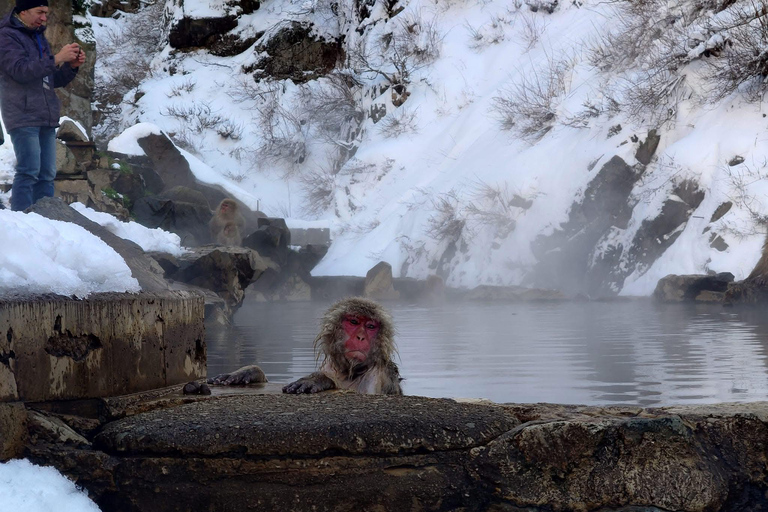 Tokyo: 5-Day Private Tour to Hiroshima with Transport