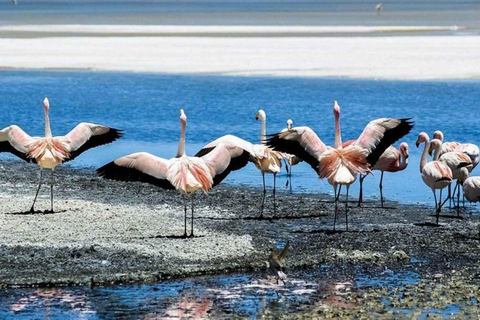 Uyuni: 3-Day Salar de Uyuni, Laguna Colorada, and Laguna …