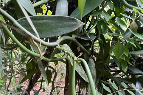 Zanzibar: Spice Farm, Jozani Forest & Salaam Cave Tour Private tour without hotel transfer