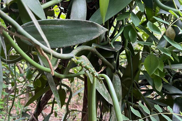 Zanzibar: Spice Farm, Jozani Forest & Salaam Cave Tour Private tour without hotel transfer