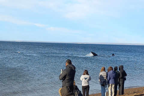 Puerto Madryn: El Doradillo Whale Watching Tour with Pickup