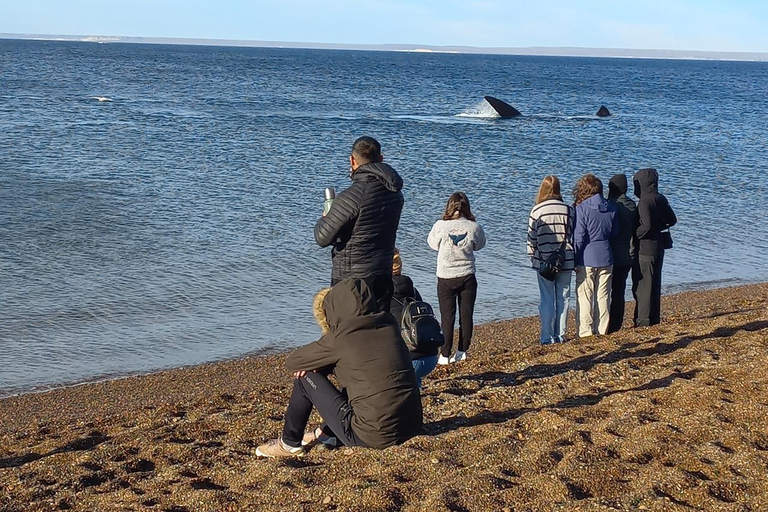 Puerto Madryn: El Doradillo Whale Watching Tour with Pickup