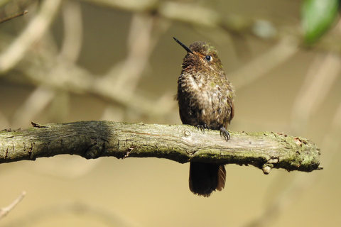 Cuenca: Birdwatching Tour in Cajas National Park with an expert guide Cuenca: Birdwatching Tour in Cajas National Park with an Expert Guide