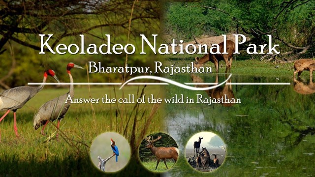 Visit Day tour from Jaipur in Keoladeo National Park (Bharatpur) in Jaipur