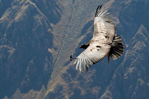 Depuis Arequipa : Excursion au Canyon de Colca 2D 1N à Chivay