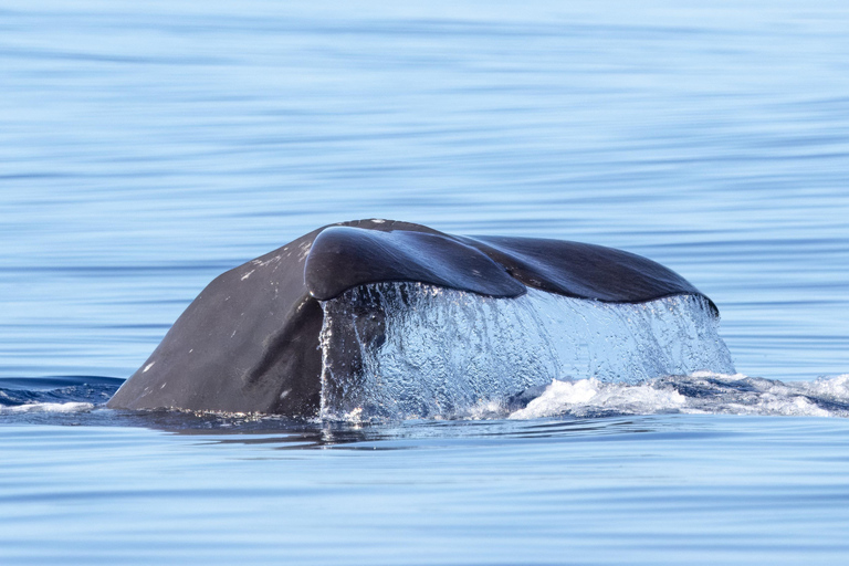 São Miguel : Observation des baleines et nage avec les dauphins sauvages - Journée complète