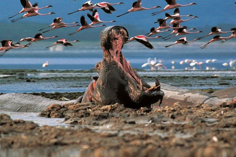 Lake Nakuru & Naivasha National Park Wildlife Highlights