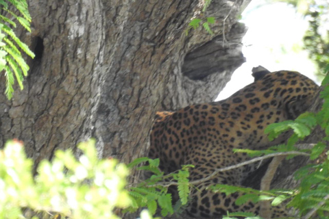 Desde Colombo: Excursión circular de 4 días por Sri Lanka con ...