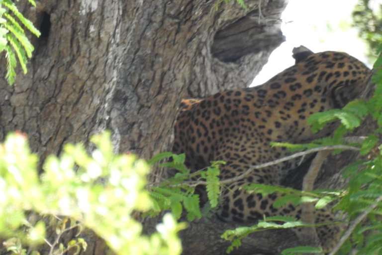 Desde Colombo: Excursión circular de 4 días por Sri Lanka con ...