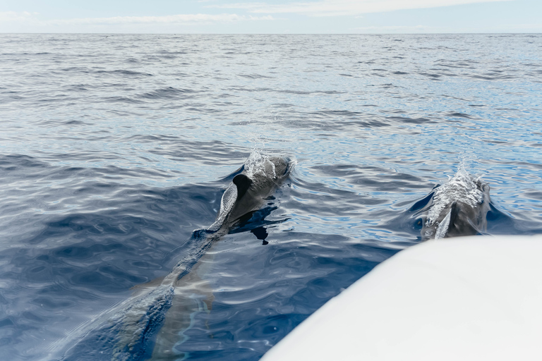 Depuis Funchal : Aventure avec les dauphins en bateau rapide