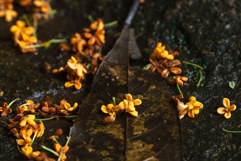 Hangzhou Autumn Exclusive: Manlong Guiyu Hiking Trail