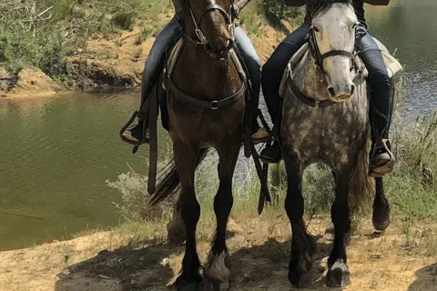 Franschhoek: Half Day Horse Trail and Wine Tasting