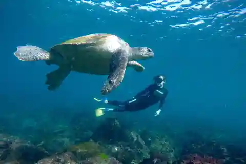 Fingal Head: Cook Island Sea Turtle Snorkel & Boat Transfers