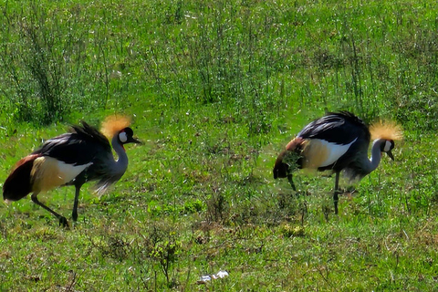 Tarangire &amp; Ngorongoro-Krater: 2-Tages-Safari
