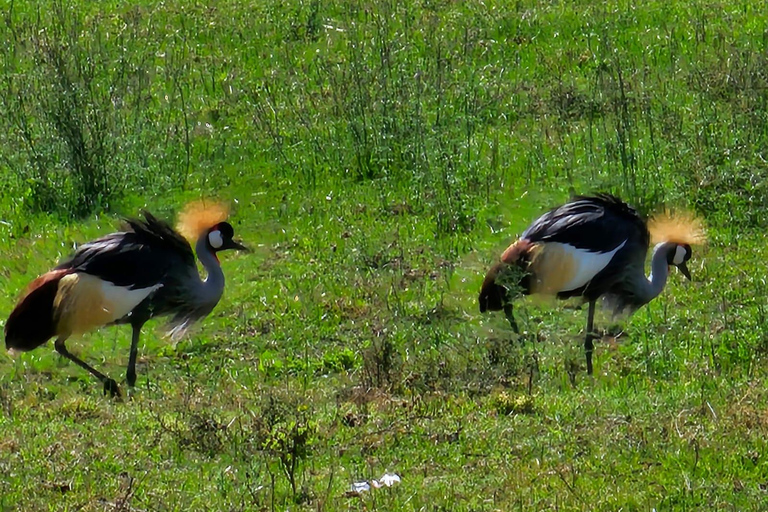 Tarangire &amp; Ngorongoro-Krater: 2-Tages-Safari