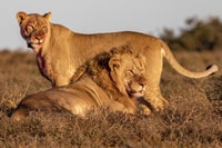 Port Elizabeth, Addo Elephant Park Safari Tour de día completo - Housity