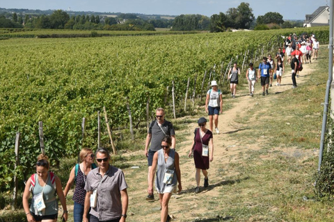 Educational hike in the Anjou vineyards Wine Hike