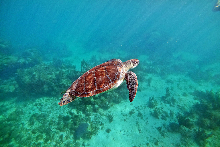 Cancun / Riviera Maya: ruïnes van Tulum, zwemmen in zeeschildpadden en cenotesTour met pick-up uit Cancun