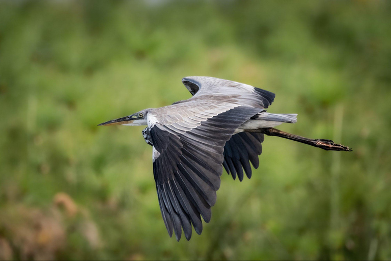 Kampala: 4-Day Murchison Falls & Ziwa Rhino Safari