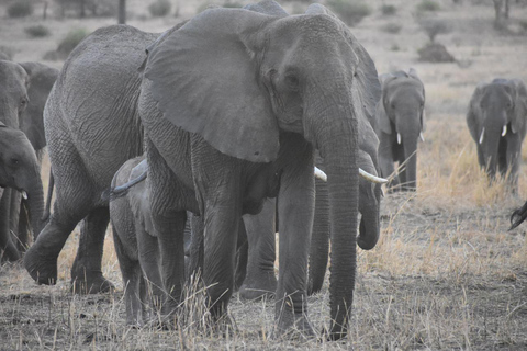 6 giorni Il meglio della Tanzania e della cultura a medio raggio