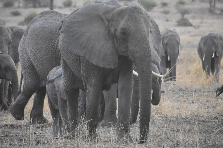 6 Dagen Het beste van Tanzania &amp; cultuur