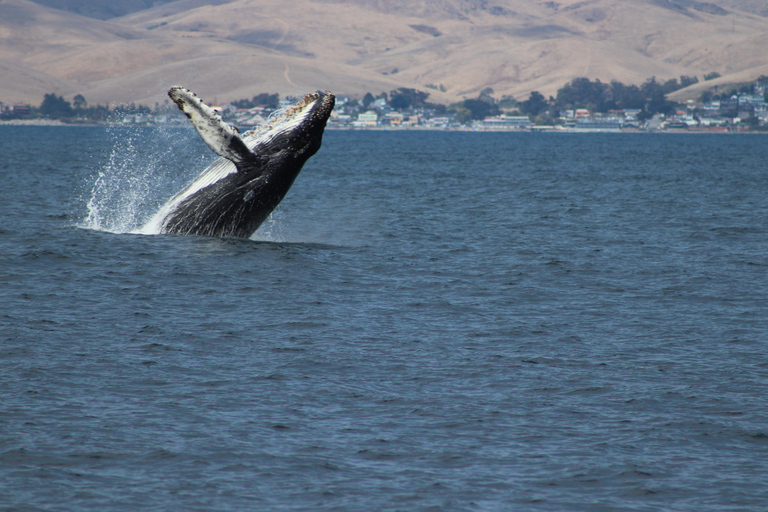 Morro Bay: Whale Watching with Lost Isle Adventures