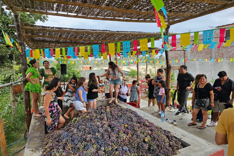 Ica: Cachiche, 2 Artisan Pisco Bodegas & Tasting Tour