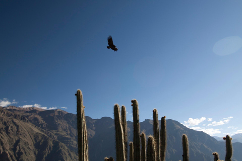 Arequipa: 2-day Classic Colca Canyon Tour 2-day Classic Colca Canyon with transfer to Puno