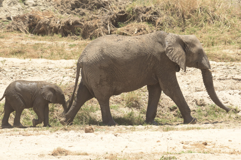 Lo mejor del safari por Tanzania