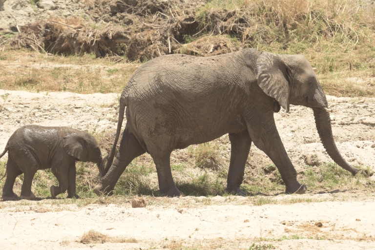 Najlepsza atrakcja safari w Tanzanii