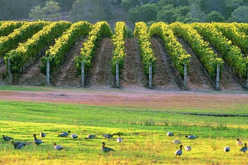 Margaret River, Chocolate, Wine & Coast Day Trip from Perth