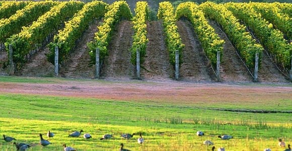Margaret River, Chocolate, Wine & Coast Day Trip from Perth