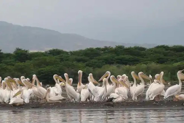 From Addis Ababa: 4-Day Nech Sar N P & Lake Chamo Safari