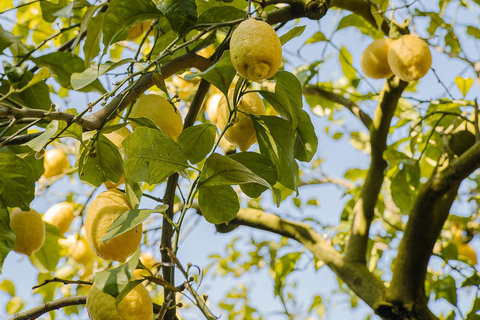 Sorrento: Lemons grove, Farm Tour&Tasting and Pizza Class Sorrento Coast: Enogastronomic Tour with Show & Tasting