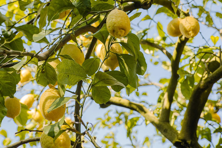 Sorrento: Lemons grove, Farm Tour&Tasting and Pizza Class Sorrento Coast: Enogastronomic Tour with Show & Tasting