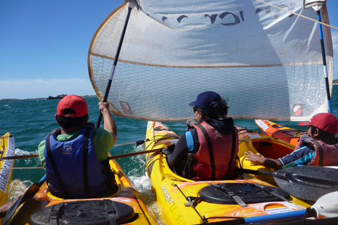 Rockingham: Tour di un giorno in kayak delle isole delle foche e dei pinguini