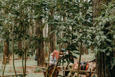 Fiji: Nature & Coast Horseback Riding Experience