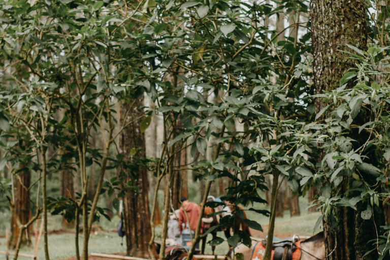 Fiji: Nature & Coast Horseback Riding Experience